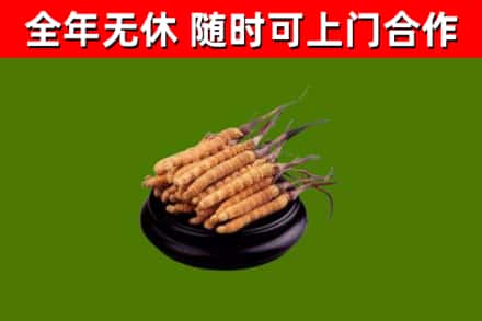 克孜勒苏烟酒回收冬虫夏草.jpg
